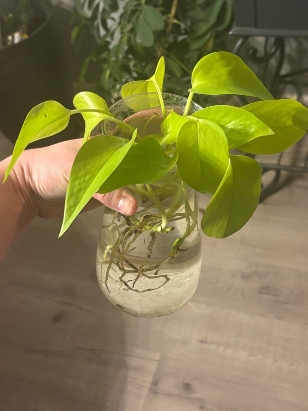 Lemon Lime Pothos (Neon) Rooted Cuttings - Picture 4 of 4